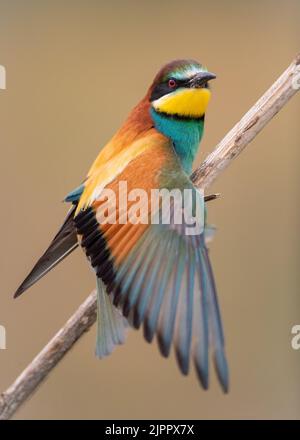 Europäischer Bienenfresser (Merops apiaster), der auf einem Ast steht und sein Wingt ausstreckt. Koros-Maros-Nationalpark, Ungarn Stockfoto