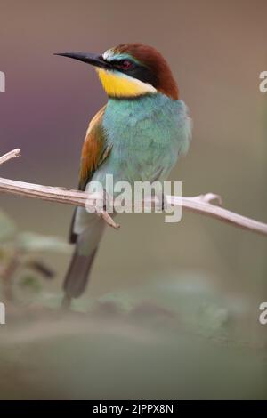 Europäischer Bienenfresser (Merops apiaster), der auf einem Ast steht und nach links schaut. Koros-Maros-Nationalpark, Ungarn Stockfoto