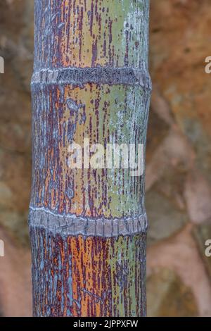 Nahaufnahme des bunten Stammes einer Fuchsenschwanz-Palme (Wodyetia bifurcata) Stockfoto