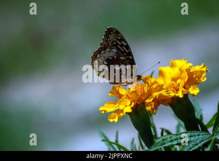 Die Natur wurde mit einem Schmetterling gefangen, der eine Blume bestäubt. Speicherplatz kopieren und Hintergrund mit Unschärfe-Unschärfe-Ausnutzung. Stockfoto