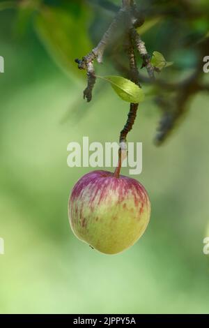 Ein Apfel, der im Herbst auf einem Baum wächst Stockfoto