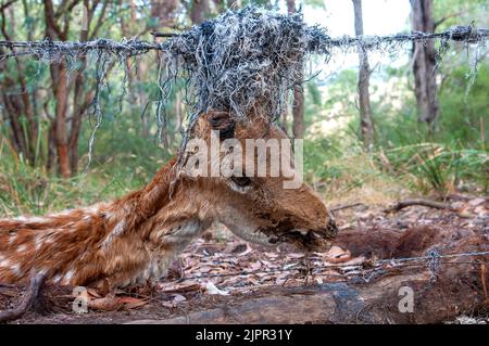 Wild Feral zerfallender Hirsch, der auf einem Stacheldrahtzaun an der Grenze zwischen Wald und Ackerland in Australien gefangen wurde Stockfoto