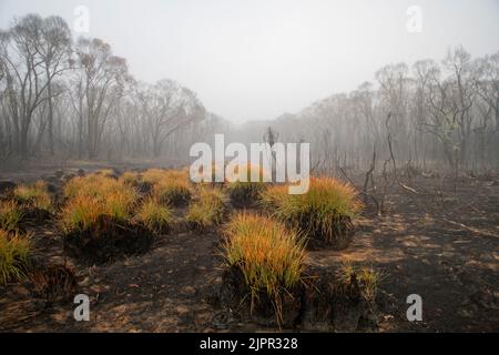 Knopfgräser im Nebel, die sich nach den Buschfeuern von 2019 im Bunyip State Park, Victoria Australia, regenerieren. Eukalyptusbäume im Hintergrund. Stockfoto