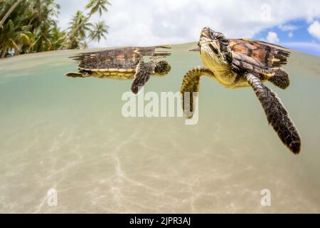 Zwei neu geschlüpfte Baby-grüne Meeresschildkröten, Chelonia mydas, eine vom Aussterben bedrohte Art, im Ozean vor der Insel Yap, Mikronesien. Stockfoto