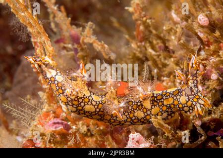 Die Bornella-Nudibranch, Bornella anguilla, ist eine Art von Meeresschnecke, die auch als Schlangenbornella und Aal Bornella auf den Philippinen bekannt ist. Stockfoto