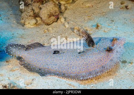 Die Pfauenflunder, Bothus mancus, gehört zur größten Familie der Plattfische, Bothidae. Alle Mitglieder dieser Gruppe sind als Òleft sideÓ flou bekannt Stockfoto