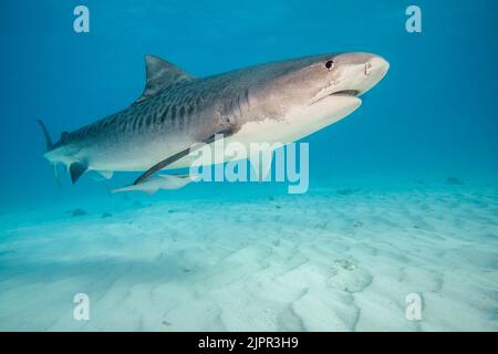 Tiefwinkel-Unterwasseransicht des Tigerhais, der über einem sandigen Grund schwimmend ist, Tiger Beach., Bahamas, Atlantischer Ozean. Stockfoto