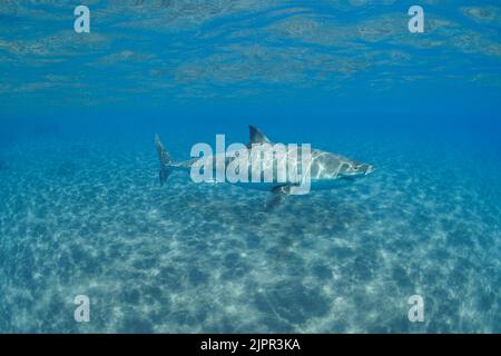 Digital Composite. Dieser große weiße Hai, Carcharodon carcharias, wurde vor der mexikanischen Insel Guadalupe fotografiert und dem kristallklaren Wasser hinzugefügt Stockfoto