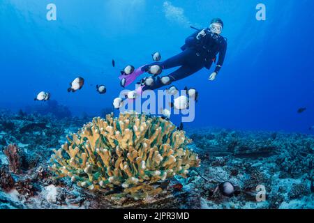 Ein Taucher (MR) und hawaiiianischer Domino damegoisti, Dascyllus albisella, endemisch auf Hawaii, alias hawaiianischer Weißtopf damegoisti, Onespot damegoisti oder Dascylu Stockfoto