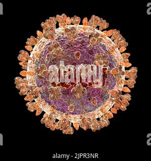 Langya-Virus, Illustration Stockfoto