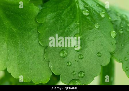 Grünes Blatt nach Regen bereit zu wachsen Stockfoto