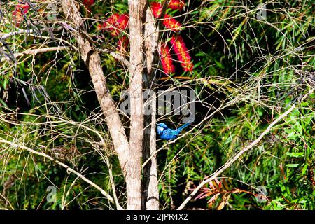 Prachtvolle Fairywren - Western Australia Stockfoto