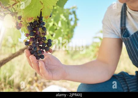 Wachstum, schwarze Trauben und Weinbauern Hände Ernte oder Ernte Bio-Trauben im Freien für die Qualitätswahl, Landwirtschaft oder Markt. A Stockfoto