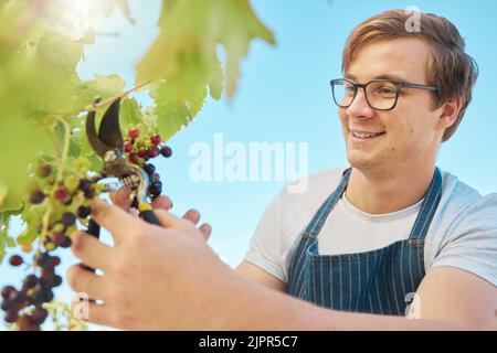 Bauer pflückt frische rote Trauben von der Pflanze im Weinberg. Junger Mann, der allein steht und im Sommer Feldfrüchte schneidet und produziert, um sie auf der Weinfarm zu untersuchen Stockfoto