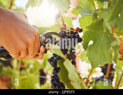 Ernte, schwarze Trauben und Weinbergbauer Hände Schneiden oder ernten Bio-Bund von saftigen Früchten in der nachhaltigen Landwirtschaft oder Markt Stockfoto