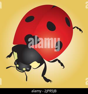 Eine Vektorgrafik eines rot gefleckten Marienkäfer. Stock Vektor