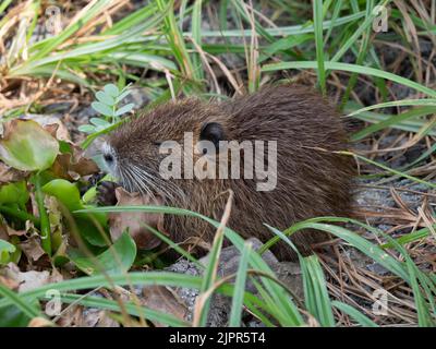 Nahaufnahme einer jungen Nutria, die sich in einem getrockneten Seebett in Texas von Wasserhyazinthen ernährt. Stockfoto