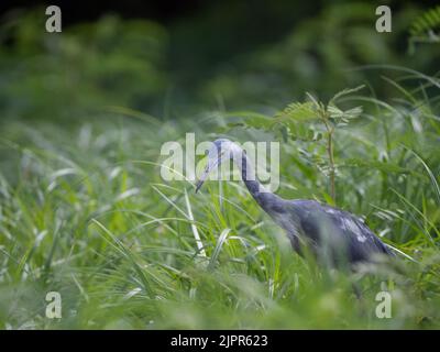 Unreifer, mausender Blaureiher mit meist blauen Federn, der auf den Boden nach Beute schaut. Fotografiert am Bear Branch Reservoir in Texas mit einem Sh Stockfoto