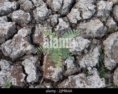 Poinciana oder Mexican Bird of Paradise Sämling mit mehreren kleinen Blättern, die in ausgetrocknter, rissiger Erde sprießen. Von oben fotografiert. Stockfoto