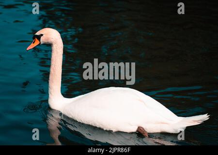 Buckelschwan, Cygnus olor, schwimmen, Nahaufnahme. Stockfoto