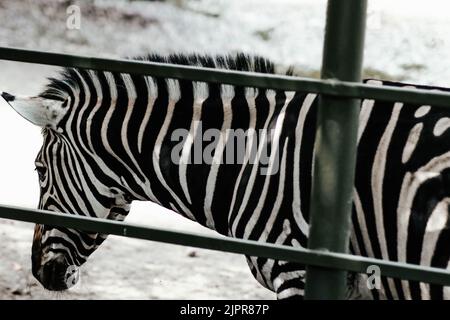 Zebra-Porträt Made in ZOO, SLOWAKEI. Stockfoto