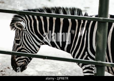 Zebra-Porträt Made in ZOO, SLOWAKEI. Stockfoto