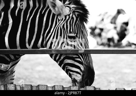 Zebra-Porträt Made in ZOO, SLOWAKEI. Stockfoto