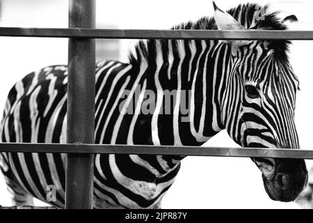 Zebra-Porträt Made in ZOO, SLOWAKEI. Stockfoto