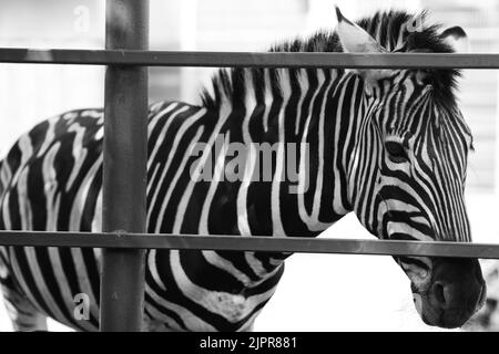 Zebra-Porträt Made in ZOO, SLOWAKEI. Stockfoto