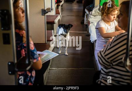 Pokrowsk, Ukraine. 04. August 2022. Ein kleiner Hund, der im Gang des Wagens gesehen wird. Evakuierungszug vom letzten Bahnhof Pokrowsk in der Region Donezk. (Foto von Mykhaylo Palinchak/SOPA Images/Sipa USA) Quelle: SIPA USA/Alamy Live News Stockfoto