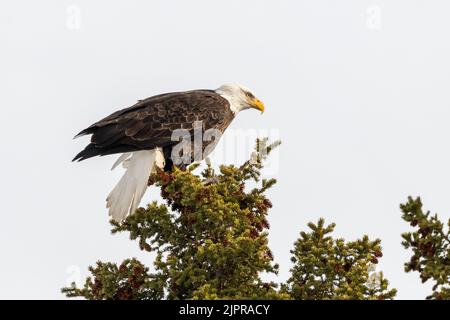 Wilder, erwachsener Weißkopfseeadler sitzt auf einer Fichte im Norden Kanadas. Stockfoto