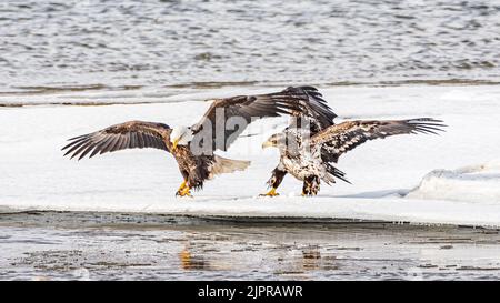 Zwei wilde Weißkopfseeadler, Jugendliche und Erwachsene, die mit Flügeln an einer eisigen, gefrorenen Küste stehen. Stockfoto