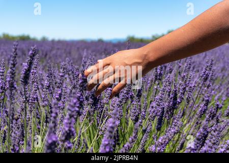 Hand einer Frau, die Lavendelblume auf einem Feld in Valensole, Provence, Frankreich berührt Stockfoto