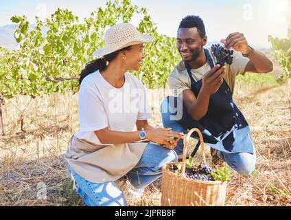 Im Sommer pflücken die Bauern auf dem Weinbauernhof gemeinsam frische Trauben von der Pflanze im Weinberg. Bauern lächeln und kontrollieren die Ernte oder produzieren, um sie zu untersuchen Stockfoto