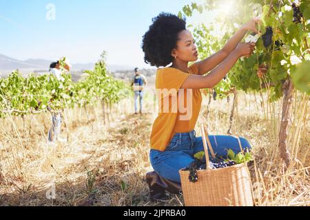 Weinbauern pflücken Traubenhaufen aus Weinbaumpflanze für neues Fruchtwachstum während der Natur Erntezeit in ländlichen Tal Feld. Unternehmer Stockfoto