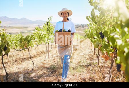 Landwirt auf dem Weinberg Ernte Trauben von Weinbaumpflanze während der Erntezeit auf dem Feld, arbeiten im ländlichen Tal. Unternehmer in der Landwirtschaft Stockfoto