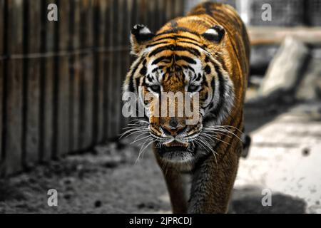 Indianer, Tiger, Ranthambore, ZOO. Slowakei Stockfoto