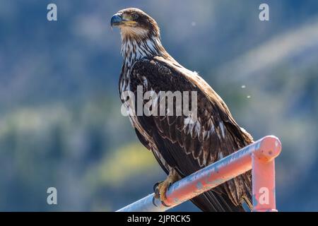 Wilder Weißkopfseeadler, der im Sommer in Nordamerika in einer natürlichen Umgebung im Freien gesehen wird. Auf einem roten Mast mit verschwommenem Hintergrund im Wald Stockfoto