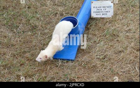 Frettchenrennen auf einer Country Show Stockfoto