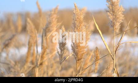 Das Schilf schwankt im Wind vor dem Hintergrund des Schnees. Nahaufnahme von Schilf. Natürlicher Hintergrund, Schilf im Wind in der Sonne Strahlen im Morgengrauen. Winter Stockfoto