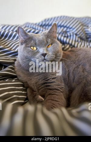 Niedliche graue britische Kurzhaarkatze liegt im Bett. Lustiges Haustier ließ sich bequem nieder, um aus der Nähe zu schlafen Stockfoto