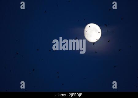 Gemeine martins (Delichon urbicum), Flock im Flug vor dem Mond, Vogelzug, Thüringen, Deutschland Stockfoto