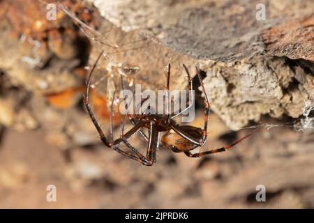 Große europäische Höhlenspinne (Meta menardi), Thüringen, Deutschland Stockfoto