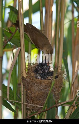 Schilfrohrsänger (Acrocephalus scirpaceus) füttert jungen Kuckuck (Cuculus canorus) im Nest, Mähren, Tschechische Republik Stockfoto