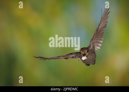 Schwarzrotstart (Phoenicurus ochruros) Weibchen im Flug mit Kot aus Nest, Thüringen, Deutschland Stockfoto