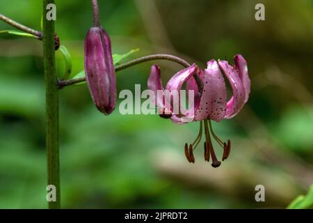 Rote Käfer, scharlachrote Lilienkäfer (Lilioceris lilii), die sich von einer Blüte der Seerose (Lilium martagon) ernähren, Bayern, Deutschland Stockfoto