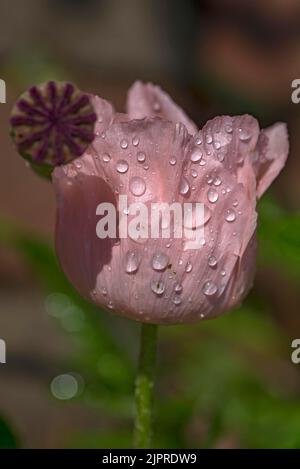 Opiummohn (Papaver somniferum) mit Regentropfen, Bayern, Deutschland Stockfoto