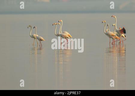 Größerer Flamingo, der seine Flügel vor dem Flug erwärmt Stockfoto