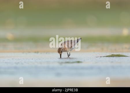 Graue Plünderjagd in Flachwasser bei Eker, Bahrain Stockfoto