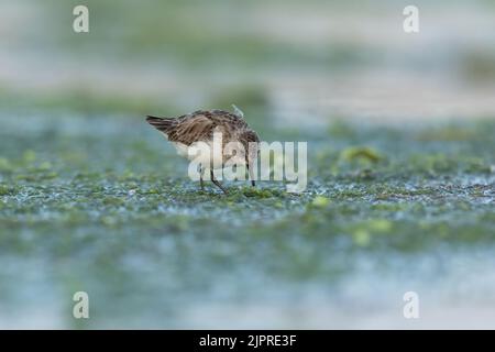 Dunlin auf der Suche nach Nahrung in grünem Moos, Eker, Bahrain Stockfoto